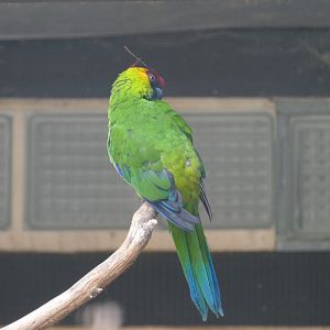 Horned parakeet