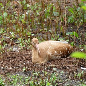 Siberian crane youngster