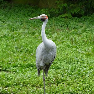 Brolga