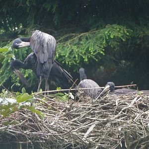 African open-billed stork nest