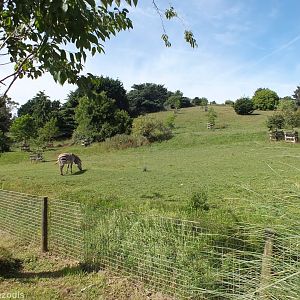 Zebra and Ostrich Enclosure