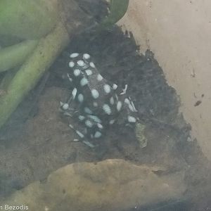 Maranon Poison Frog