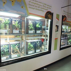 Poison Frog Enclosures