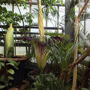 Titan Arum