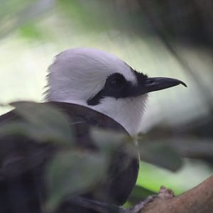 Sumatran Laughingthrush