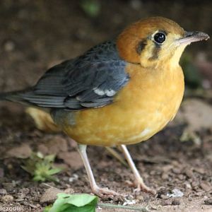 Orange-headed Ground-thrush