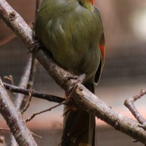 Red-faced Liocichla
