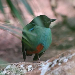 Hooded Pitta