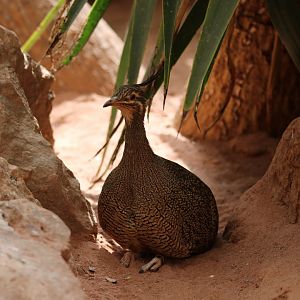 Elegant Crested Tinamou