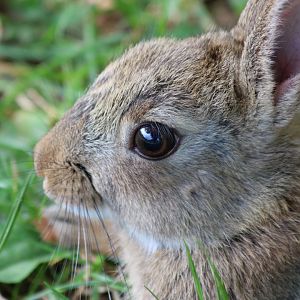 Wild Rabbit Closeup