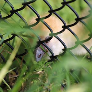 Crested Screamer Chick Eating Through the Fence