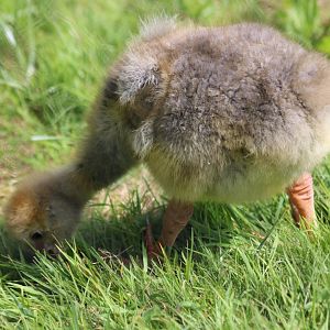 Crested Screamer Chick