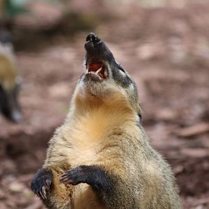 Coati Eating