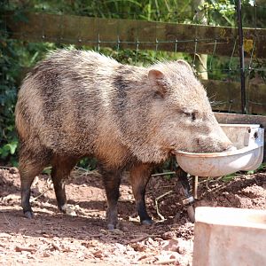 Collared Peccary with Odd Patterning
