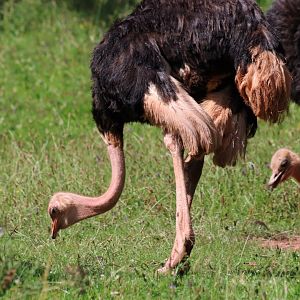Red-necked Ostriches