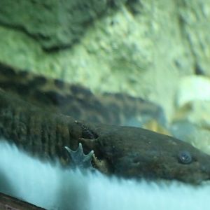 Anderson's Salamander