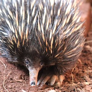 Short-beaked Echidna