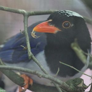 Red-billed Blue-magpie