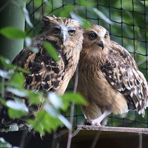 Buffy Fish-owls