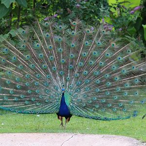 Displaying Peacock