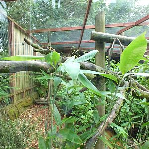 Tayra Enclosure
