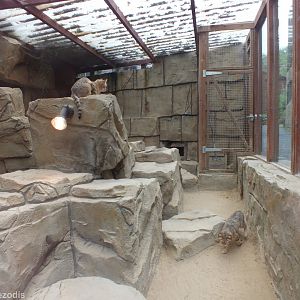 Sand Cat Enclosure