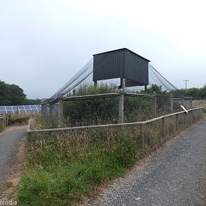 Great Grey Owl Enclosure