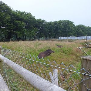 Tapir Enclosure