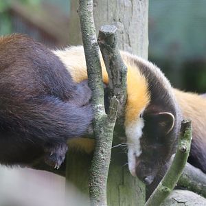 Yellow-throated Martens