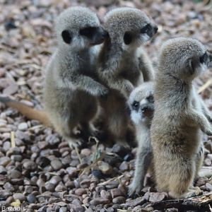 Young Meerkats