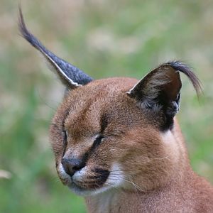 Caracal in the Wind