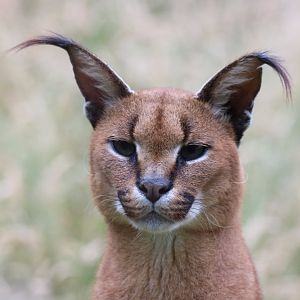 Caracal