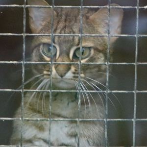 Rusty Spotted Cat