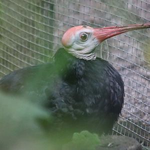 Southern Bald Ibis