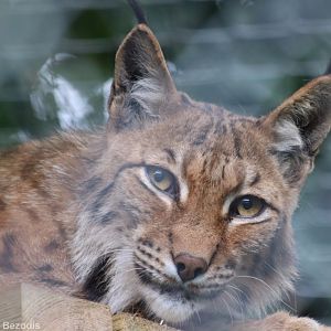 Carpathian Lynx