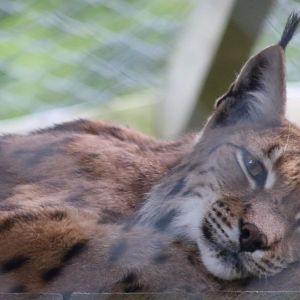 Carpathian Lynx