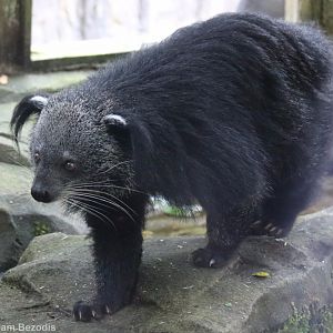 Indochinese Binturong