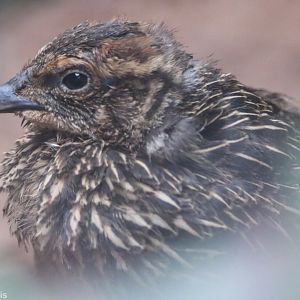 Himalayan Monal Chicken