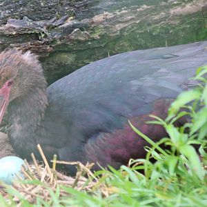 Puna Ibis with Eggs