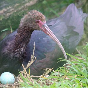 Puna Ibis with Eggs