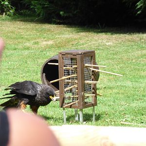 Kerplunk for Caracara