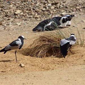 Blacksmith Plover and African Penguin