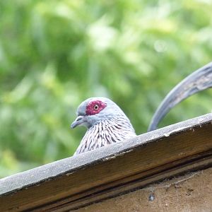 Spectacled Pigeon and Sacred Ibis