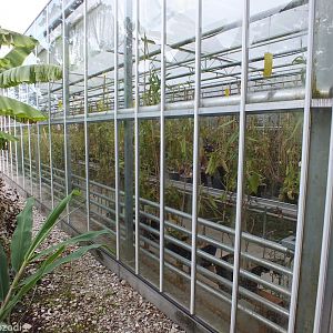 Part of the Nepenthes Collection