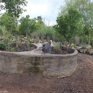 Is the Warty Pig Supposed to be up here?