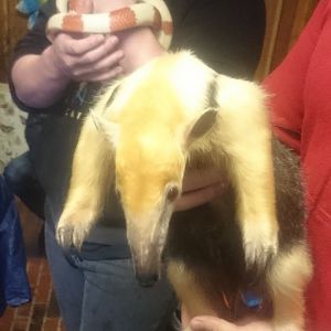 Snake- and Tamandua-demonstration