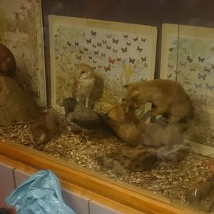 Animal-display