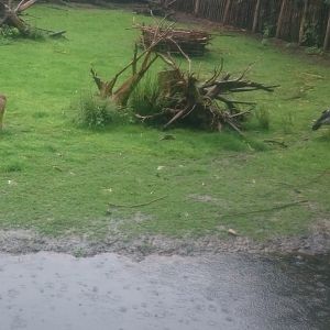 Muntjac and Crested screamer