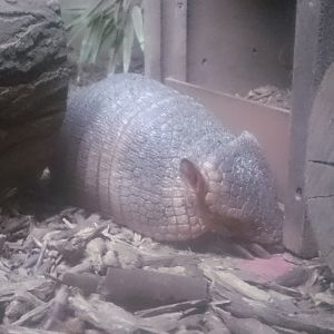 Armadillo
