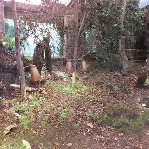 Tuatara Enclosure (Can you see the animal?)